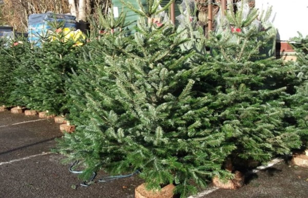 The Christmas Tree: Nordmann Fir